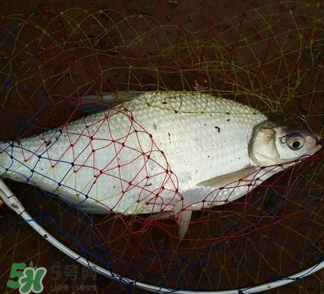 武昌魚(yú)怎么釣？釣武昌魚(yú)用什么餌料？