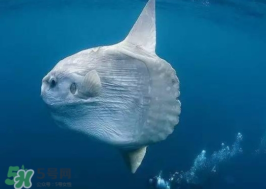 翻車魚是什么魚？翻車魚為什么叫翻車魚