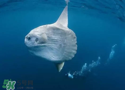 翻車魚能吃嗎？翻車魚有毒嗎