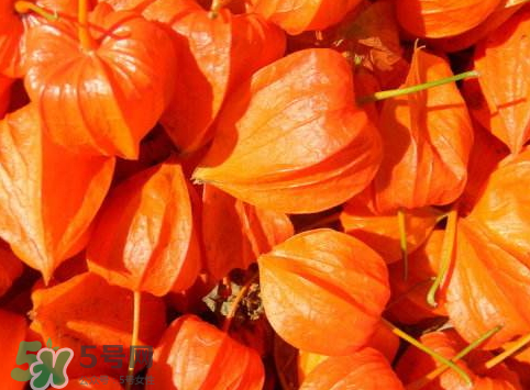 紅姑娘皮泡水治咽炎嗎？紅姑娘皮泡水的副作用