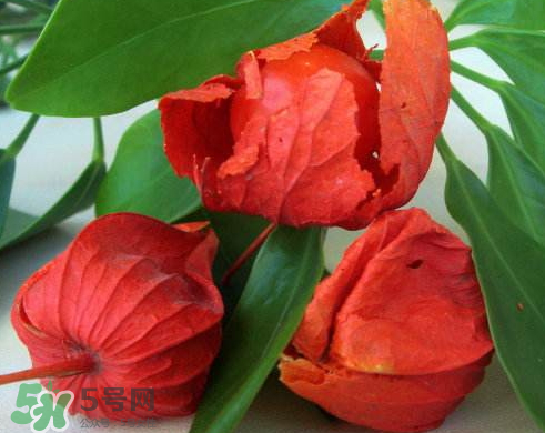 紅姑娘能治療糖尿病嗎？紅姑娘能治什么?。?></p><h3 style=