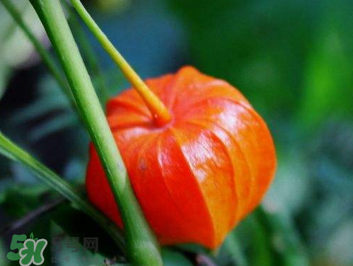 紅姑娘能治療糖尿病嗎？紅姑娘能治什么??？