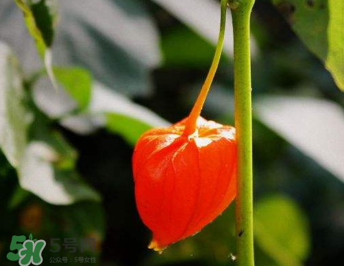 紅姑娘能治療糖尿病嗎？紅姑娘能治什么病？