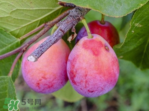 西梅熱量高嗎？西梅可以減肥嗎？