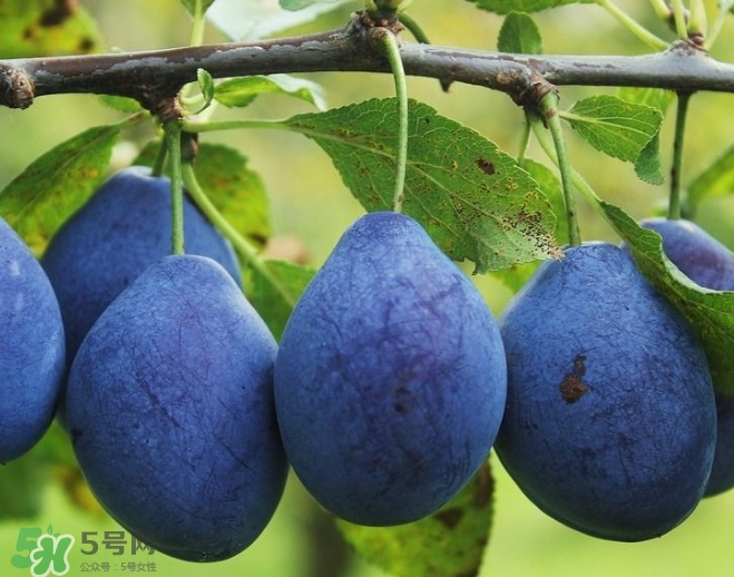 新鮮西梅皮可以吃嗎？西梅皮的功效與作用