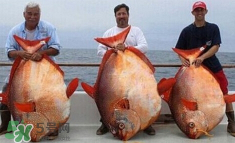 月亮魚是什么魚？月亮魚能吃嗎
