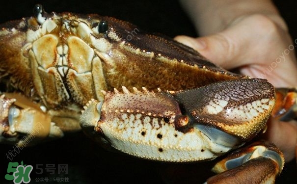 螃蟹吃什么食物長(zhǎng)得大？十月份吃什么螃蟹？