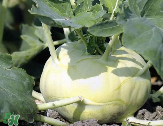 四川大頭菜學(xué)名叫什么？大頭菜又叫什么菜