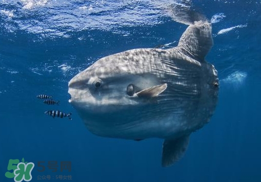 翻車魚是什么魚？翻車魚為什么叫翻車魚