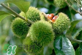 糖炒栗子怎么保存？糖炒栗子怎么容易剝殼？