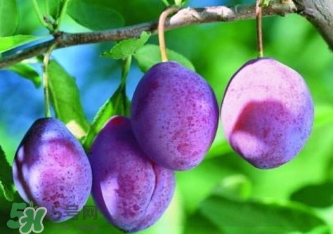 西梅汁怎么做？西梅汁的功效與作用 