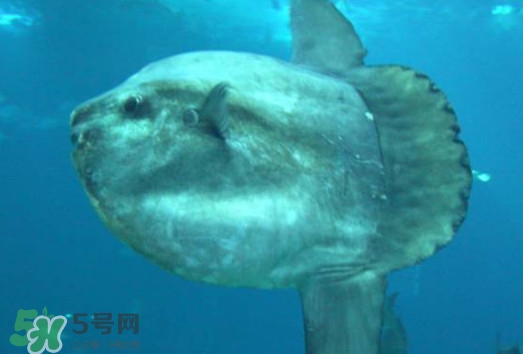 翻車魚能吃嗎？翻車魚有毒嗎