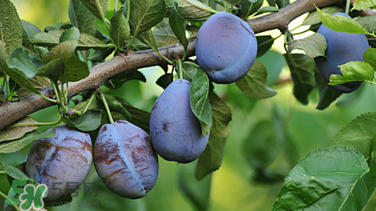 西梅軟的好吃還是硬的好吃？西梅軟的是壞了嗎？