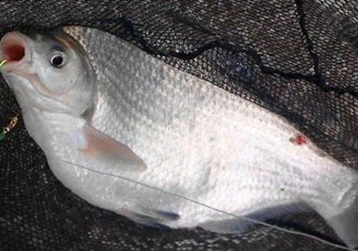 武昌魚怎么釣？釣武昌魚用什么餌料？
