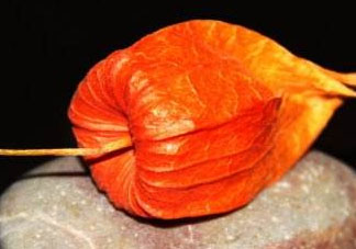 紅姑娘皮泡水治咽炎嗎？紅姑娘皮泡水的副作用