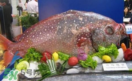 月亮魚是什么魚？月亮魚能吃嗎
