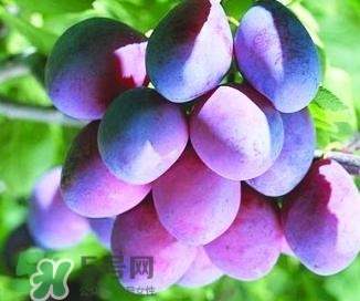 西梅軟的好吃還是硬的好吃？西梅軟的是壞了嗎？