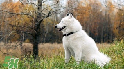 洋蔥狗狗能吃嗎？狗狗吃了洋蔥怎么辦？