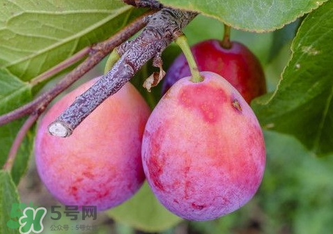 西梅可以和葡萄一起吃嗎？西梅的食用功效有哪些？