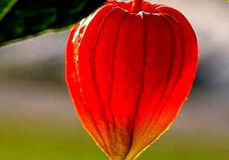 紅姑娘能治療糖尿病嗎？紅姑娘能治什么??？