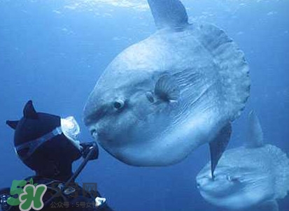 翻車魚是什么魚？翻車魚為什么叫翻車魚