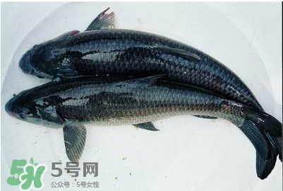 鯇魚和草魚哪個好吃？鯇魚和草魚的區(qū)別