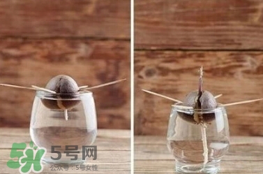 牛油果核能吃嗎？牛油果核怎么種盆栽？