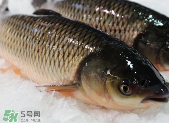 鯇魚是什么魚？鯇魚是怎樣來的