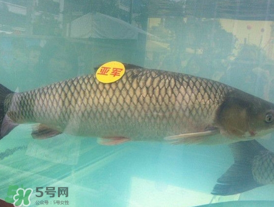 脆肉鯇是什么魚(yú)？脆肉鯇口感為什么是脆的