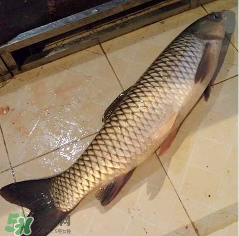 脆肉鯇多少錢一斤？脆肉鯇什么時候上市