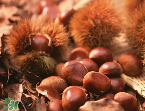 板栗為什么容易生蟲？板栗長(zhǎng)蟲怎么辦？