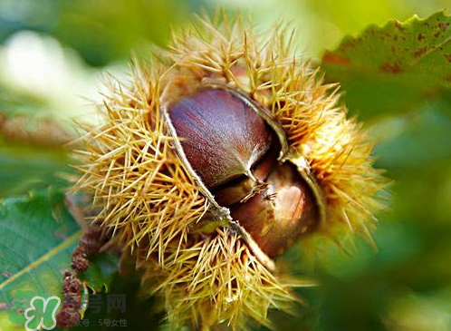 板栗為什么容易生蟲？板栗長(zhǎng)蟲怎么辦？