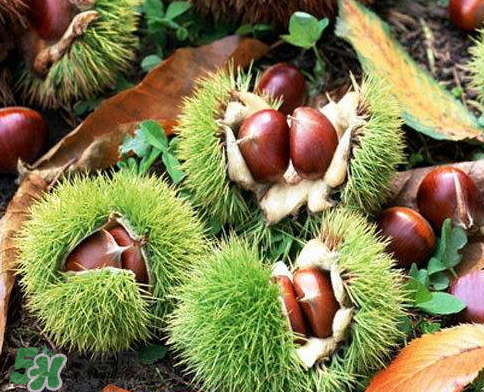 板栗為什么苦？板栗苦的能吃嗎？