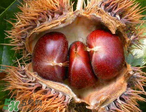 板栗為什么苦？板栗苦的能吃嗎？