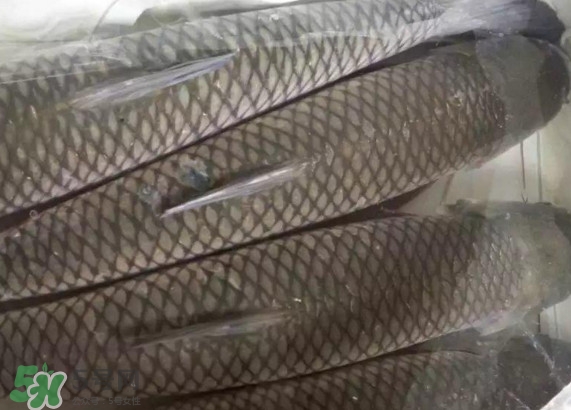 脆肉鯇怎么保存？脆肉鯇放冰箱冷藏好還是冷凍好？