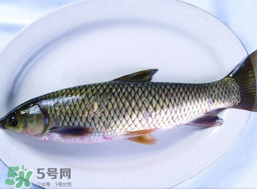 鯇魚是什么魚？鯇魚是怎樣來的