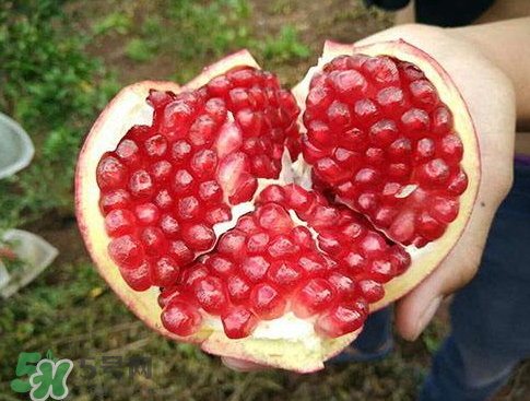 軟籽石榴什么時候成熟？軟籽石榴幾月份成熟？