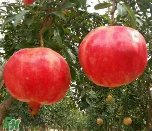 軟籽石榴什么時候成熟？軟籽石榴幾月份成熟？