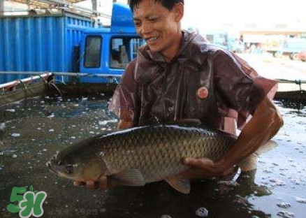 孕婦能吃脆肉鯇嗎？脆肉鯇只有中山能養(yǎng)嗎