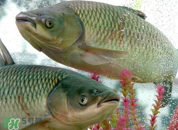 脆肉鯇吃什么的？脆肉鯇和皖魚有什么區(qū)別