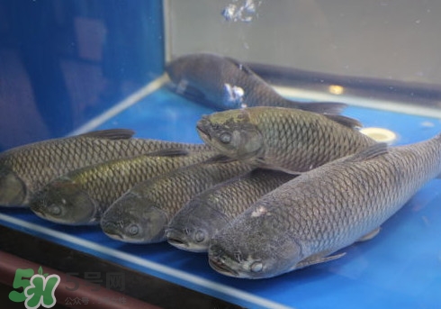 釣鯇魚用什么魚餌？鯇魚怎么做好吃