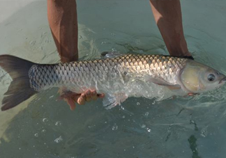 在北方能不能養(yǎng)殖脆肉鯇？脆肉鯇最早什么時候出現(xiàn)