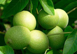 濕核桃孕婦可以吃嗎？孕婦吃新鮮濕核桃還是干核桃好？