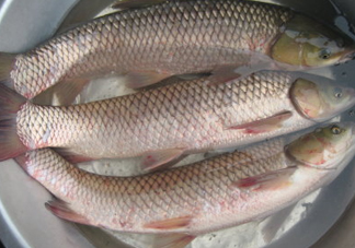 鯇魚是什么魚？鯇魚是怎樣來的