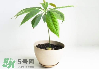 牛油果核能吃嗎？牛油果核怎么種盆栽？