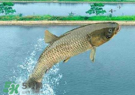 脆肉鯇是什么魚(yú)？脆肉鯇口感為什么是脆的