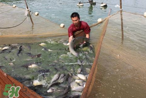 孕婦能吃脆肉鯇嗎？脆肉鯇只有中山能養(yǎng)嗎