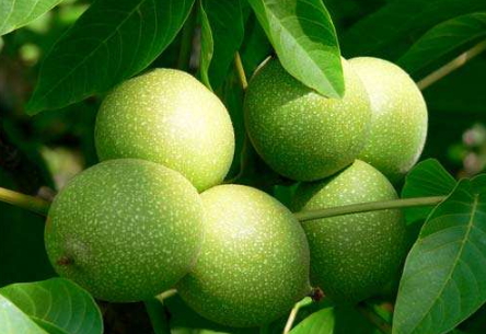 濕核桃孕婦可以吃嗎？孕婦吃新鮮濕核桃還是干核桃好？