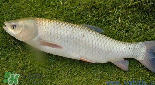 草魚怎么養(yǎng)殖成脆肉鯇？脆肉鯇養(yǎng)殖條件及技術(shù)