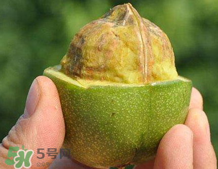 青皮核桃可以冷凍嗎？青皮核桃可以冷藏嗎？